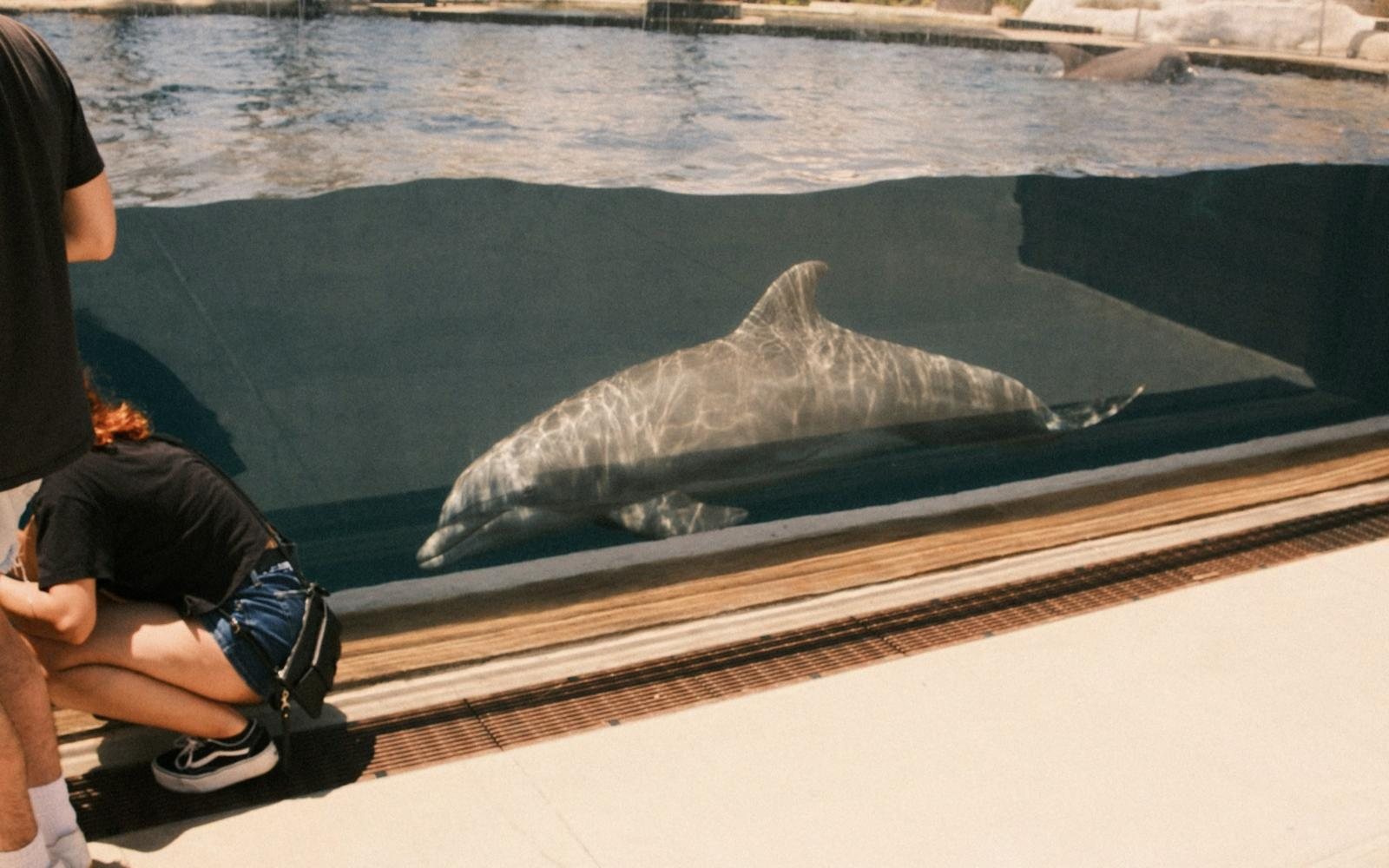 Dolphin at the Gulfarium